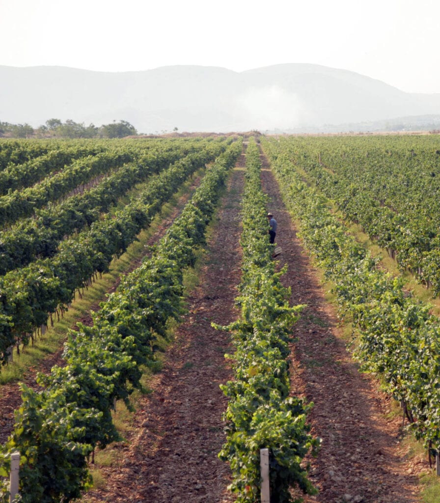 Vinarija Carski vinogradi Mostar