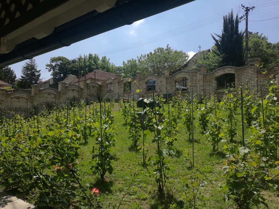 Intervju: Milena Zakarić, somelijer i menadžer turizma vinarije Vinum