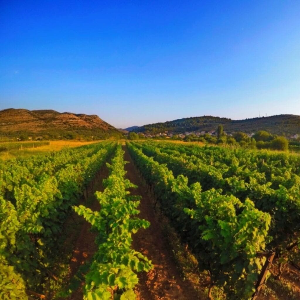 Vinarija Popovac - Pridvorci