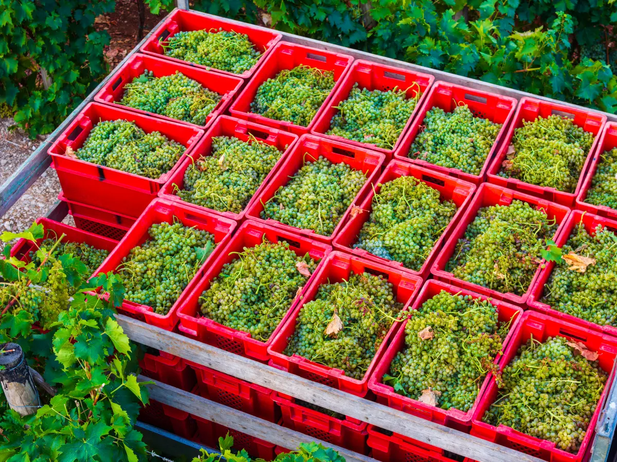Blato Wine Experience 2026