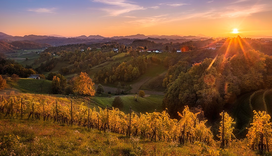 Jesen v Halozah 2026 — vinski izleti po haloškim goricama