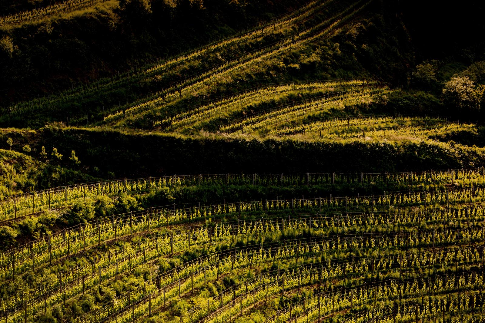 Vinarija Guerila