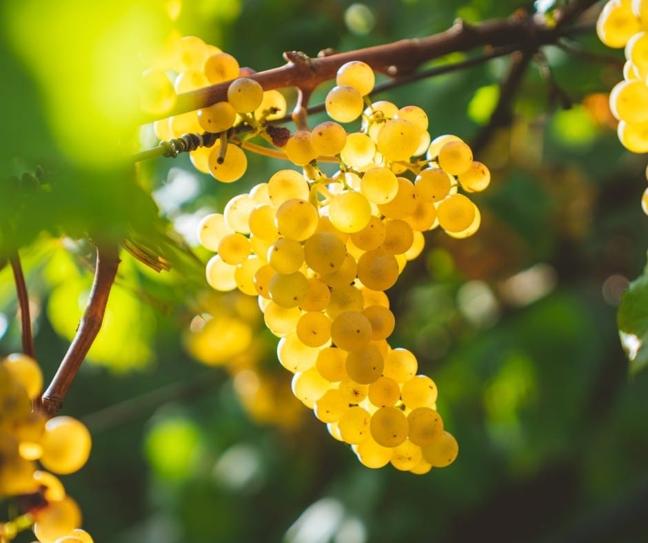 Chardonnay