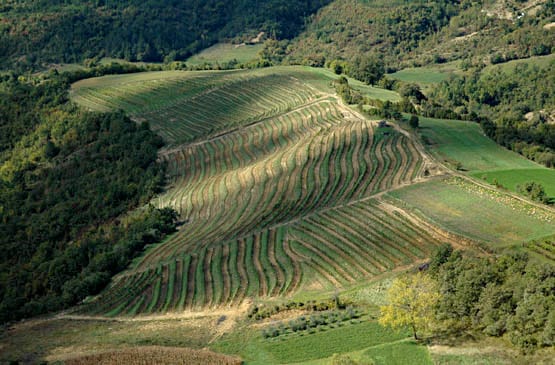 Vinarija Matošević