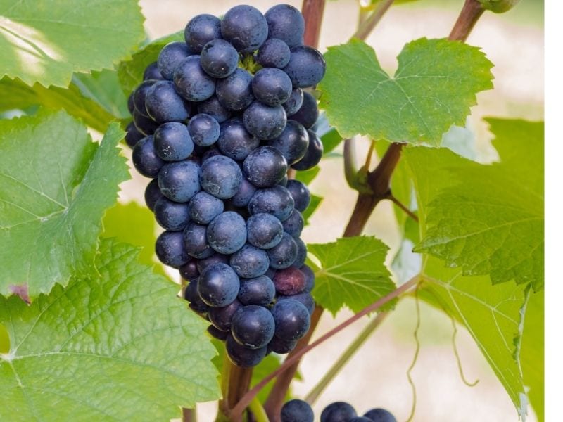 Pinot Noir (Crni Burgundinac)