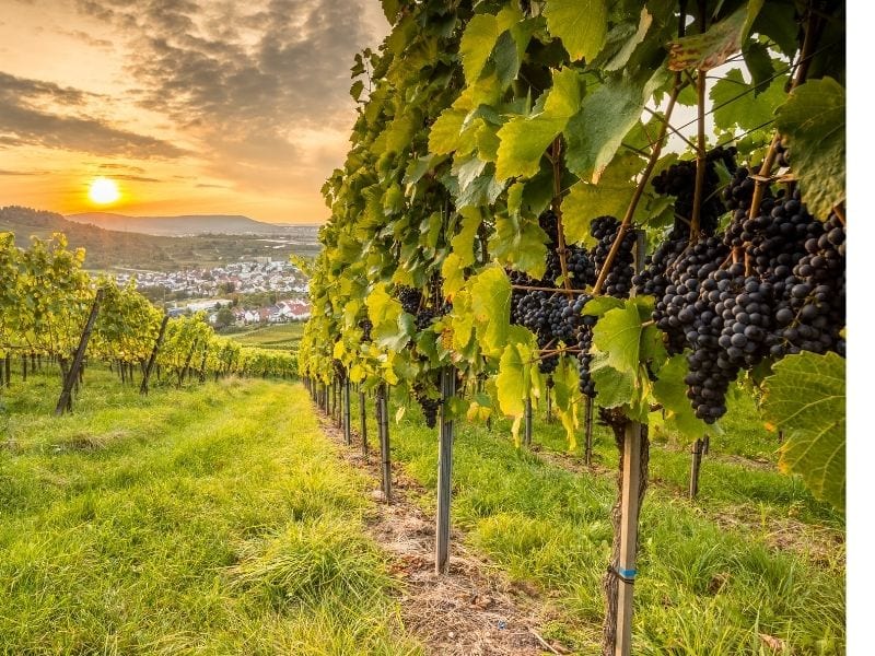 Pinot Noir Sunce