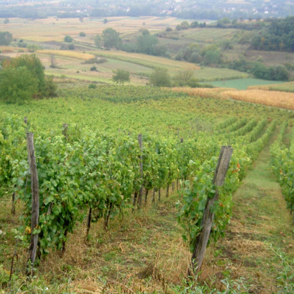 Pinot Sivi (Pinot Gris)
