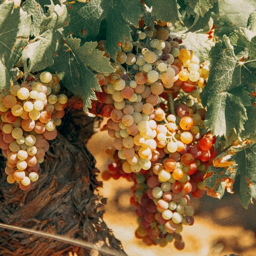 Gevurctraminer