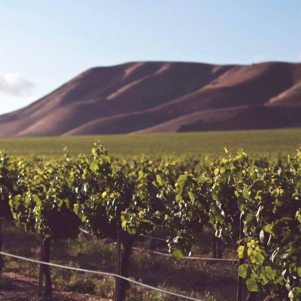 Ultimativni vodič za Petite Sirah vino