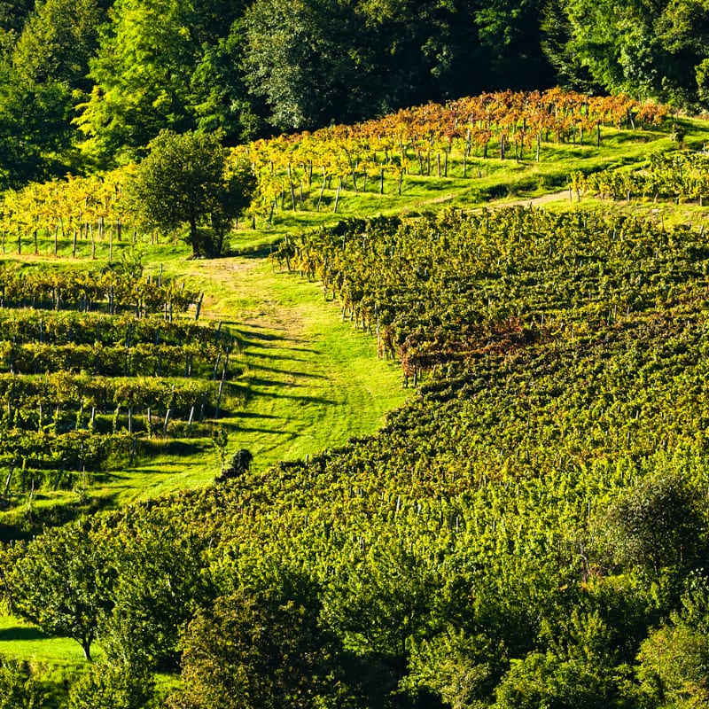 Vinarija Vina Krapež