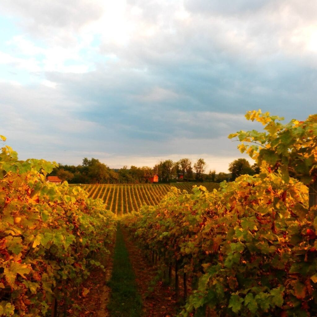 Vinarija OPG Ivan Kosovec