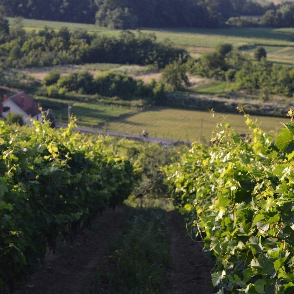 Vinarija Podrum Milojević