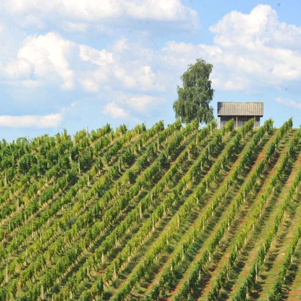 Vinarija Podrum Mladina