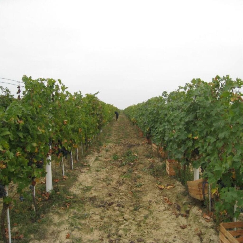 Vinarija Dajić iz Negotinske krajine