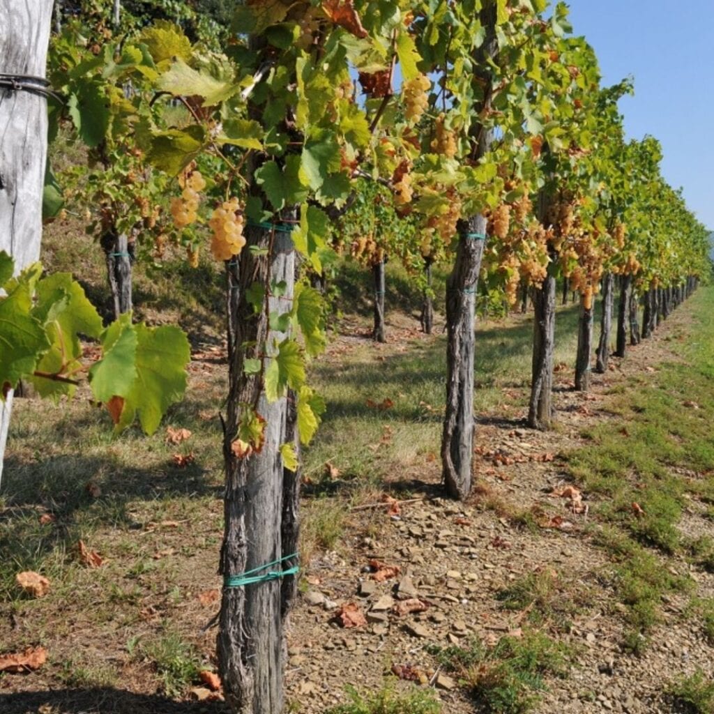 Vinarija Vinarstvo de Reya Maksimiljan