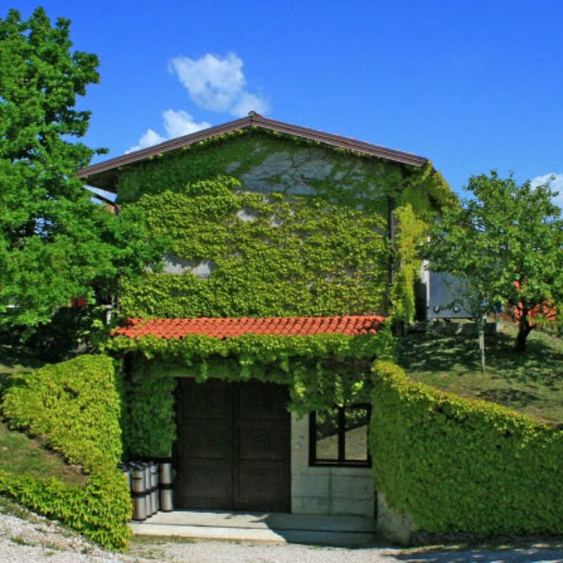 Pinot Bijeli (Pinot Blanc)