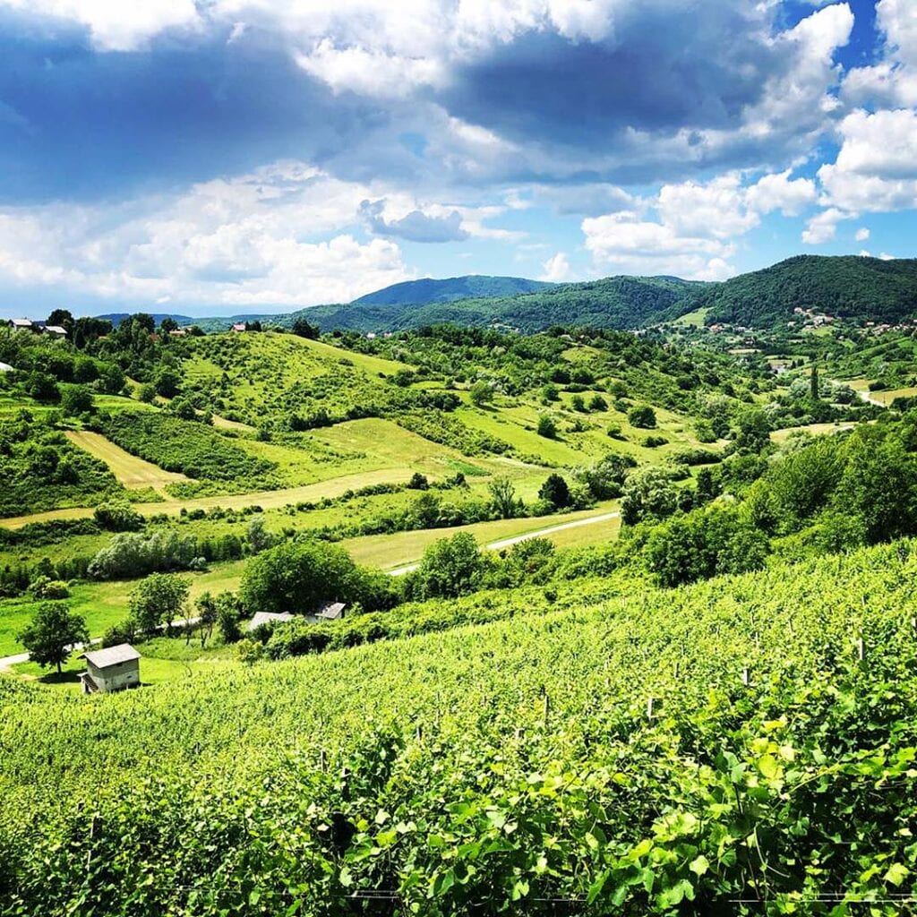 Vinarija Kolarić Coletti