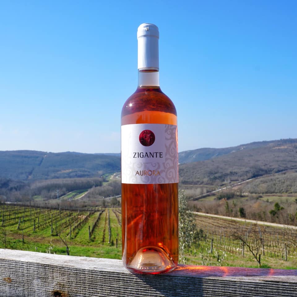 Rose Aurora - Vina Zigante 