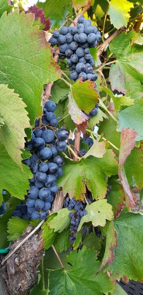 Vinarija Šijački