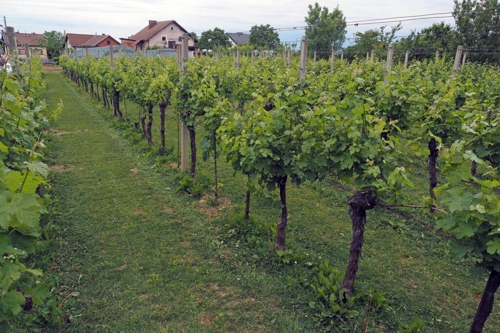 30. izdanje Festivala vina MoslaVina u Kutini!