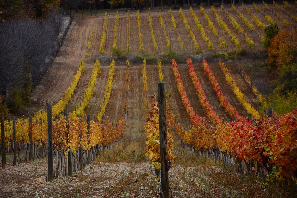Vinogradi Srbije u jesen